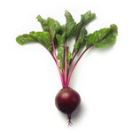 REMOLACHA ZEPPO 50,000 SEEDS