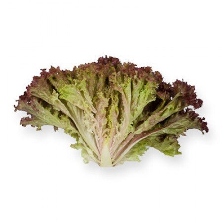 LECHUGA ANTHONY 5000 SEEDS