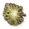 LECHUGA ANTHONY 5000 SEEDS