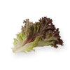 LECHUGA ANTHONY 5000 SEEDS