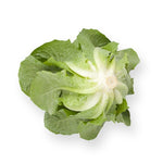 LECHUGA AUVONA 1000 SEEDS