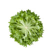 LECHUGA CARAVEL 5000 SEEDS