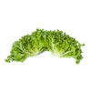 LECHUGA CARAVEL 5000 SEEDS