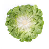 LECHUGA COUSTEAU 5000 SEEDS