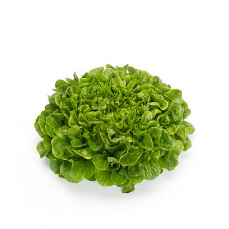 LECHUGA COUSTEAU 5000 SEEDS