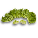 LECHUGA EXCITE 5000 SEEDS