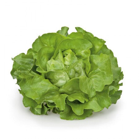 LECHUGA FLANDRIA 5000 SEEDS