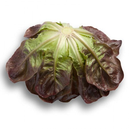 LECHUGA GAUGIN 5000 SEEDS