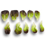 LECHUGA GAUGIN 5000 SEEDS