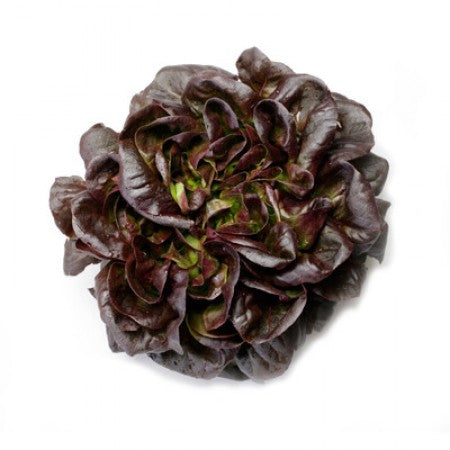 LECHUGA GAUGIN 5000 SEEDS