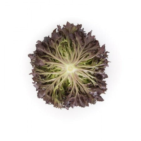 LECHUGA HAFLEX 5000 SEEDS