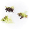 LECHUGA HAFLEX 5000 SEEDS