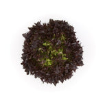 LECHUGA HAFLEX 5000 SEEDS