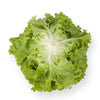 LECHUGA INVICTA 5000 SEEDS