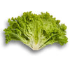 LECHUGA INVICTA 5000 SEEDS