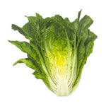 LECHUGA MAXIMUS 5000 SEEDS