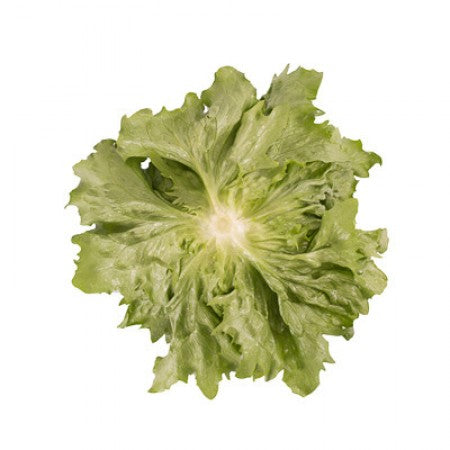 LECHUGA NOMUGI 5000 SEEDS