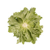 LECHUGA NOMUGI 25000 SEEDS