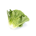 LECHUGA REQUENA 5000 SEEDS