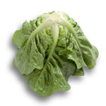 LECHUGA RINCON 5000 SEEDS