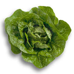 LECHUGA RINCON 5000 SEEDS