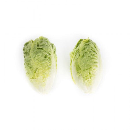 LECHUGA RIOS 5000 SEEDS