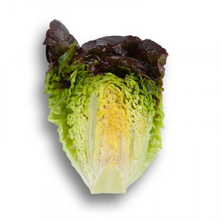 LECHUGA ROSAINE 5000 SEEDS