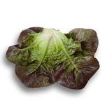 LECHUGA ROSAINE 5000 SEEDS