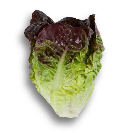 LECHUGA ROSAINE 5000 SEEDS