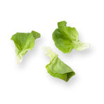 LECHUGA SARTRE 5000 SEEDS