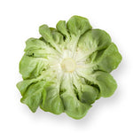 LECHUGA SARTRE 5000 SEEDS