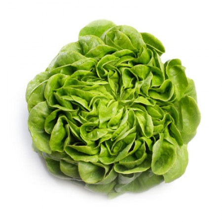 LECHUGA SARTRE 5000 SEEDS