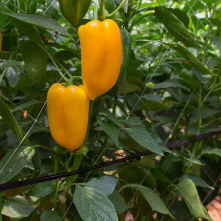 AJI TRIYELLO 1000 SEEDS