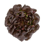 LECHUGA WARHOL 5000 SEEDS