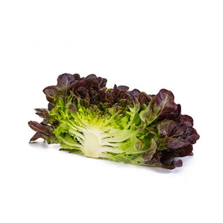 LECHUGA XEM 5000 SEEDS