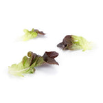 LECHUGA XEM 5000 SEEDS