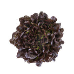 LECHUGA XEM 5000 SEEDS